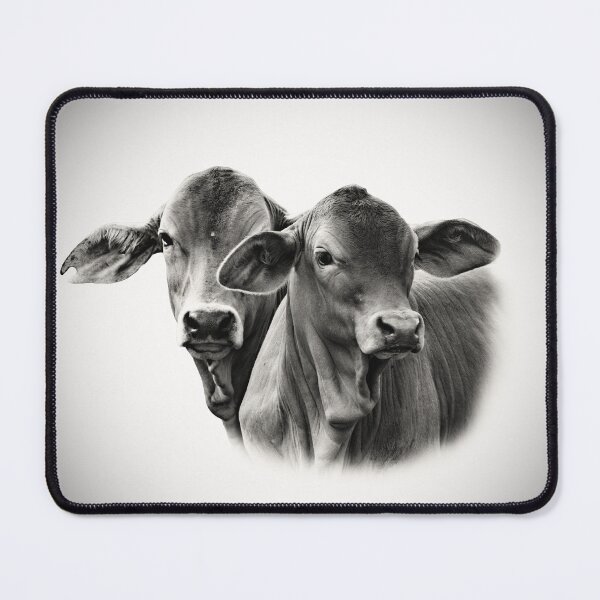 Item preview, BRAHMAN CALVES, FARM ANIMAL, WALL ART AND DESIGNS designed and sold by Barbara Jean Photo Art And Design.