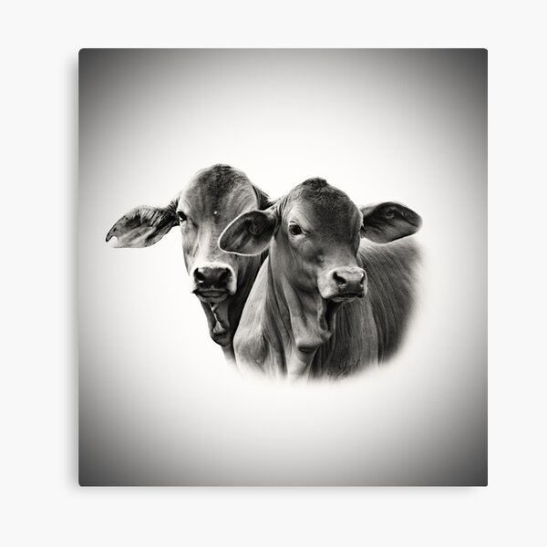 Item preview, BRAHMAN CALVES, FARM ANIMAL, WALL ART AND DESIGNS designed and sold by Barbara Jean Photo Art And Design.