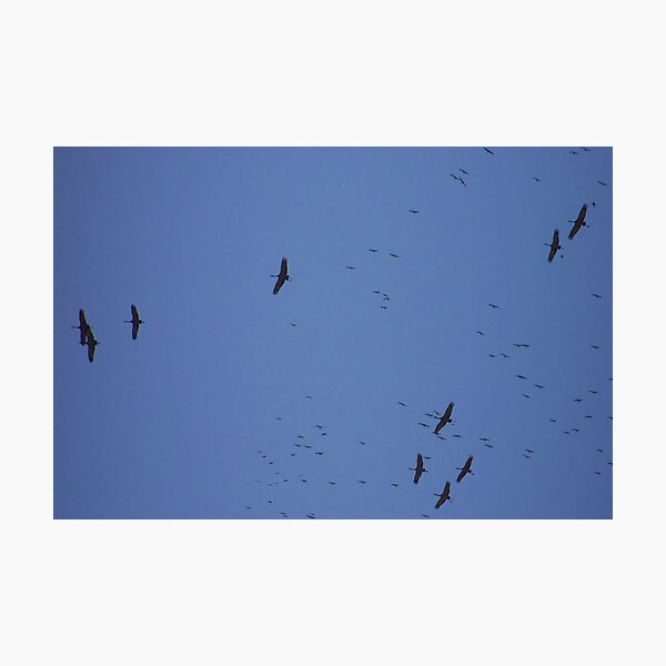 Artikelvorschau, Sandhill Cranes Soaring entworfen und verkauft von SparrowImages.