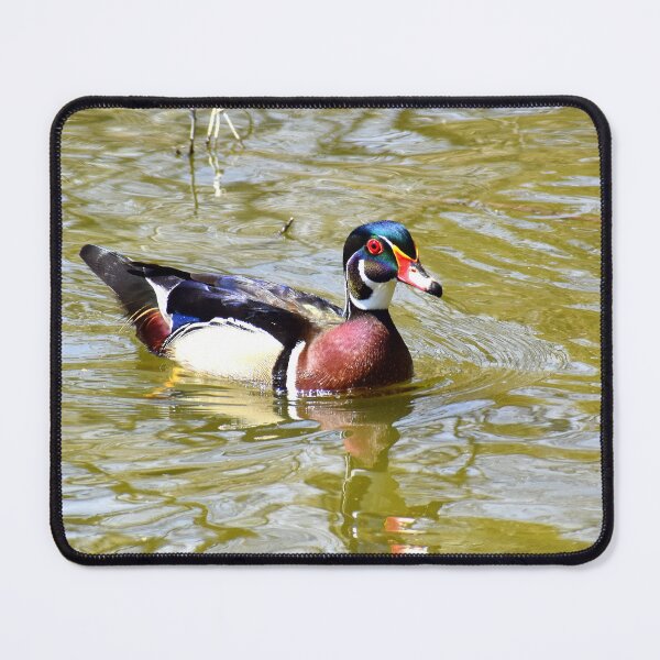 Item preview, Male Wood Duck at Santee Lakes designed and sold by Eleu Tabares.