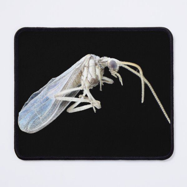 Item preview, Dustywing (Coniopterygidae) designed and sold by SDym Photography.
