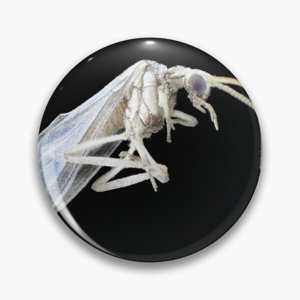 Item preview, Dustywing (Coniopterygidae) designed and sold by SDym Photography.