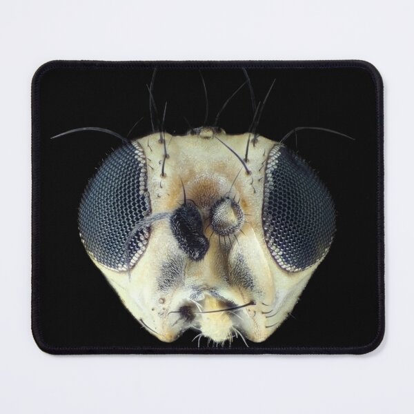 Item preview, Tiny leafminer fly head under the microscope designed and sold by SDym Photography.