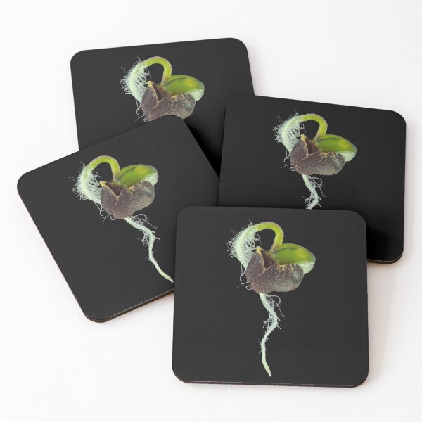 Item preview, Reflected light micrograph of young turnip sprout designed and sold by SDym Photography.