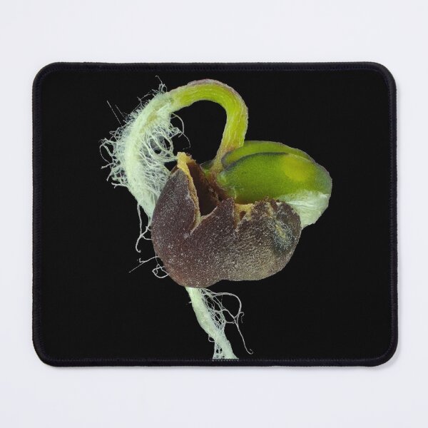 Item preview, Reflected light micrograph of young turnip sprout designed and sold by SDym Photography.