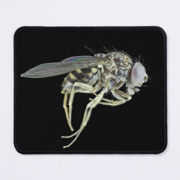 Item preview, Tiny fly designed and sold by SDym Photography.