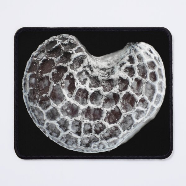 Item preview, Poppy seed under the microscope designed and sold by SDym Photography.