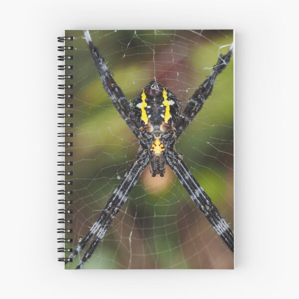 Item preview, Female Hawaiian garden spider Argiope appensa designed and sold by SDym Photography.