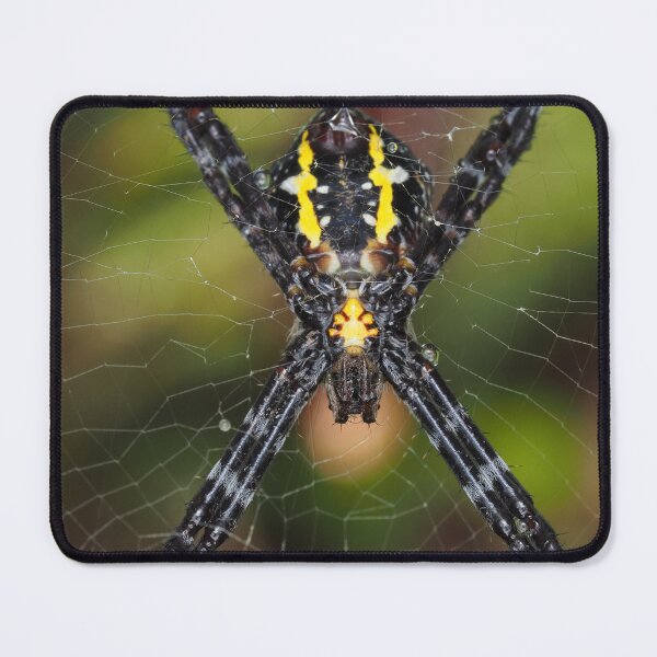 Item preview, Female Hawaiian garden spider Argiope appensa designed and sold by SDym Photography.