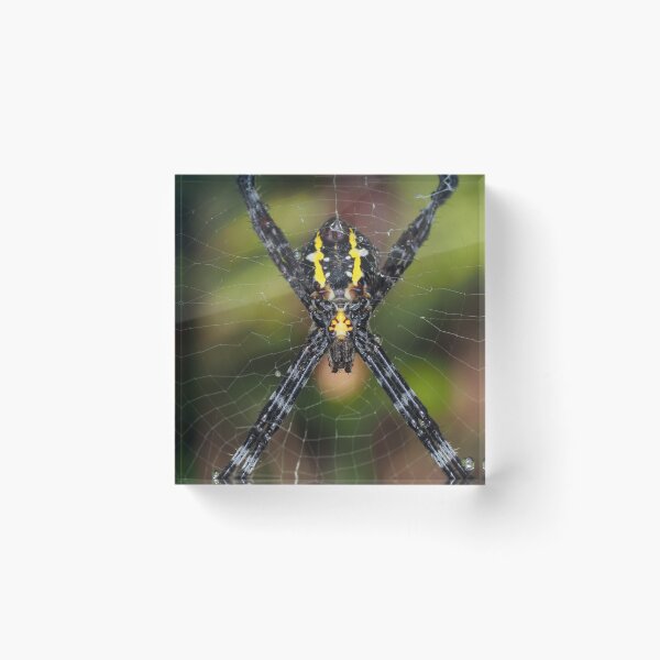 Item preview, Female Hawaiian garden spider Argiope appensa designed and sold by SDym Photography.