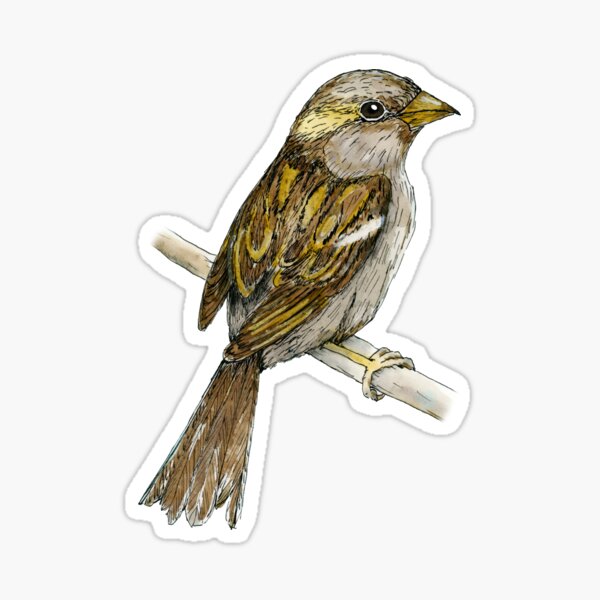 Sparrow bird in continuous line art drawing style. Black linear sketch  isolated on white background. Vector illustration Stock Vector | Adobe Stock