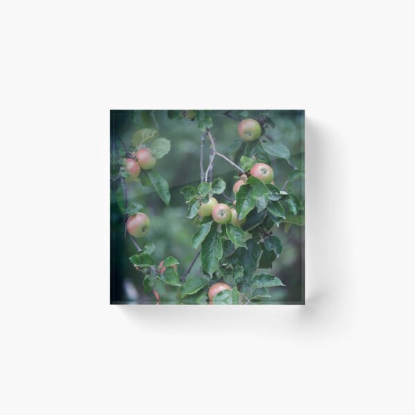 Item preview, Sweet apples in apple tree designed and sold by olena2552.