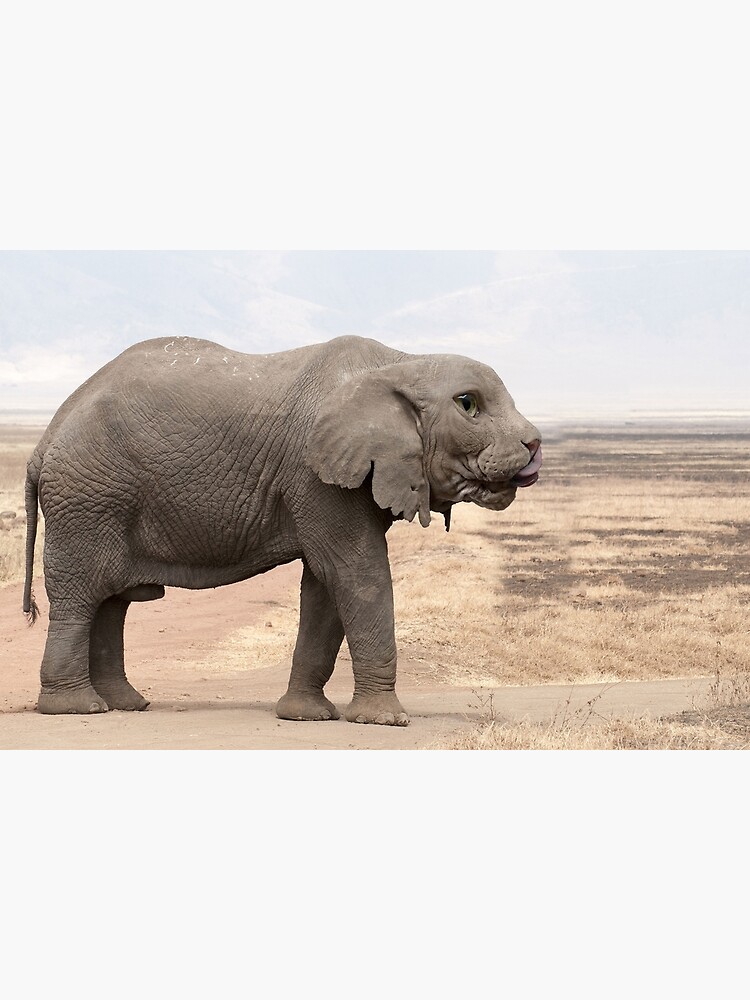 Sphynx Cat Elephant Greeting Card By Felfriast Redbubble