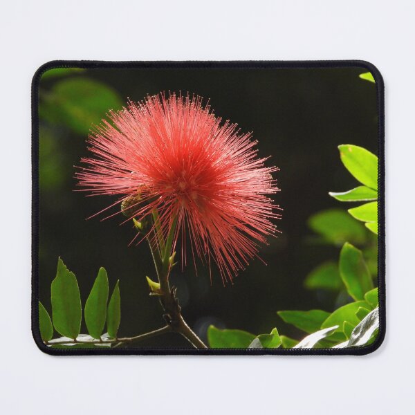 Item preview, Red Powderpuff  designed and sold by Linda Sijpkes.