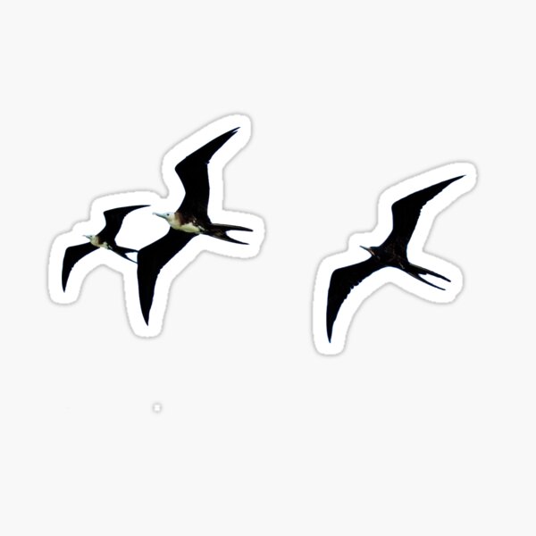 Polynesian Tattoo Symbols explained birds