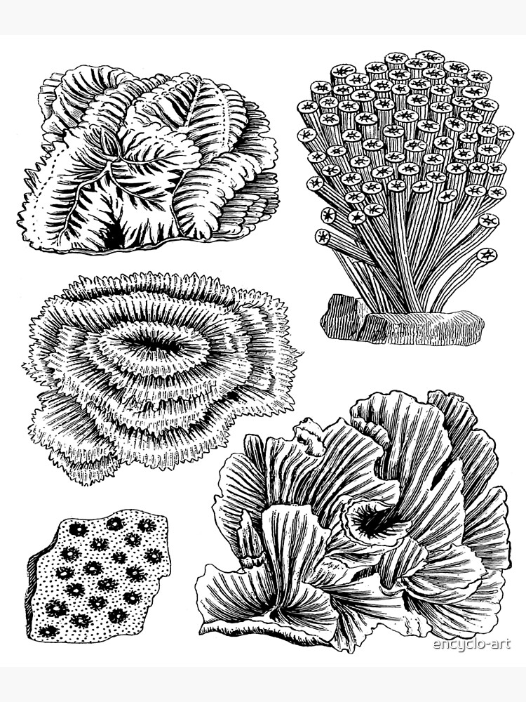 Disover Coral Reef Sea Animals | Oceanography Marine Biology Premium Matte Vertical Poster