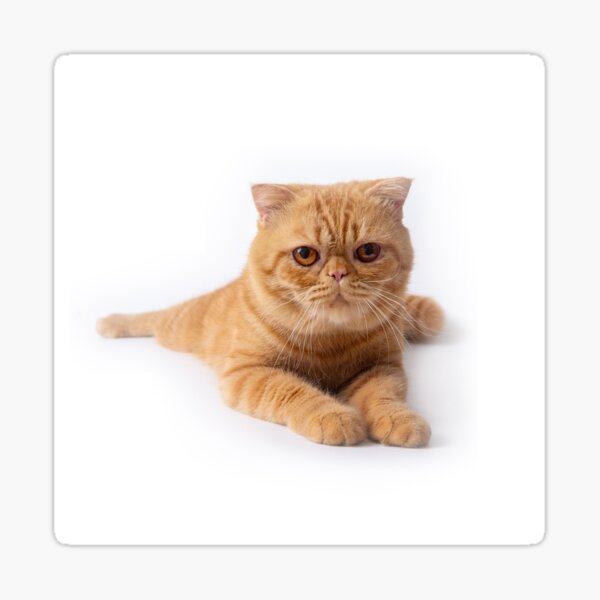Portrait crouching cat. Sticker