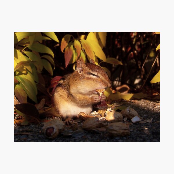 Item preview, Chipmunk eating a peanut designed and sold by TLWhite.