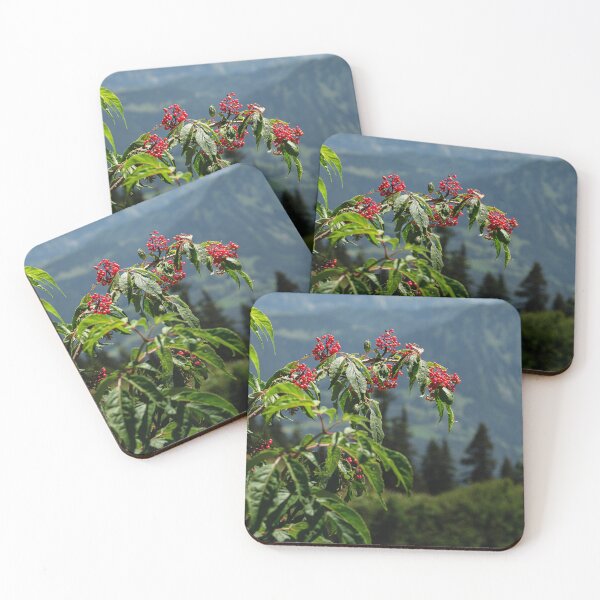 Item preview, Close up of red elderberry (Sambucus racemosa) berries  designed and sold by svanaerschot.