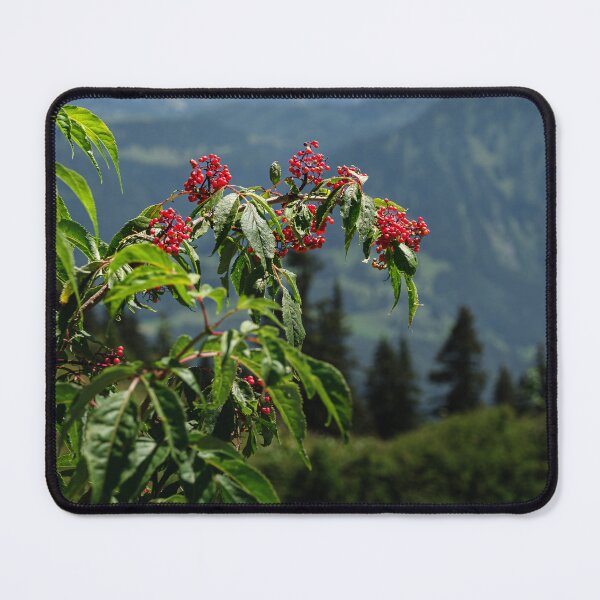 Item preview, Close up of red elderberry (Sambucus racemosa) berries  designed and sold by svanaerschot.