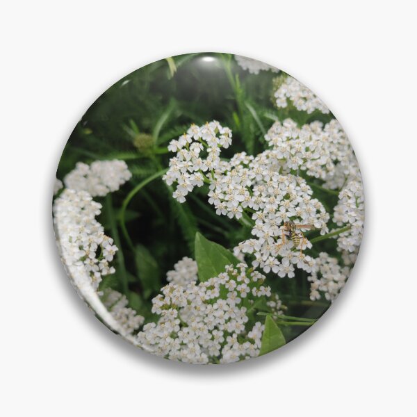 Item preview, A cluster of white yarrows - they are good in herb tea designed and sold by tshuki.