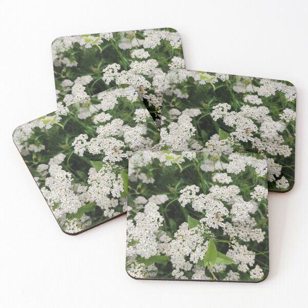 Item preview, A cluster of white yarrows - they are good in herb tea designed and sold by tshuki.
