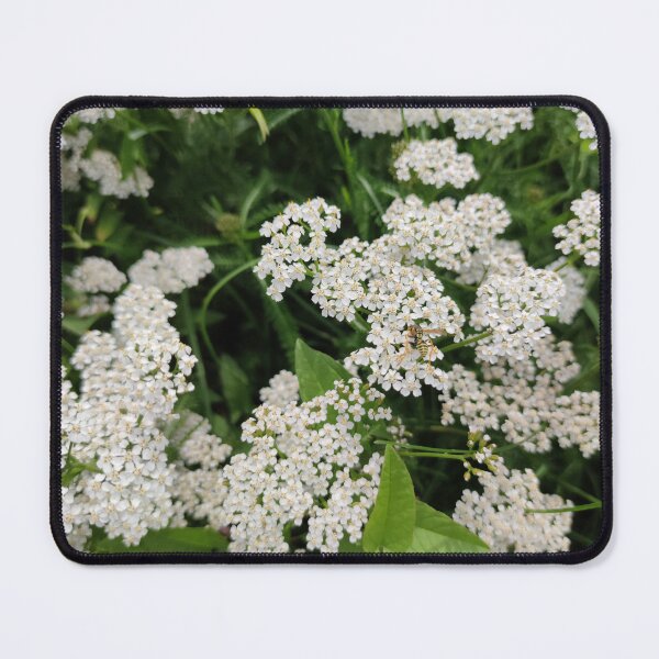 Item preview, A cluster of white yarrows - they are good in herb tea designed and sold by tshuki.