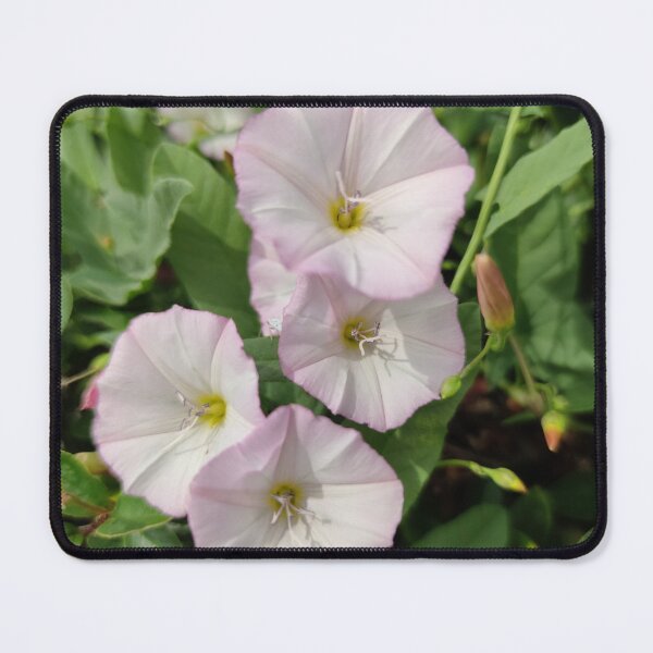 Item preview, Cute little pink morning glories growing on a shrub designed and sold by tshuki.
