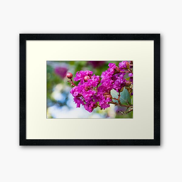 Item preview, Mauve crepe myrtle designed and sold by polyhymnia14.