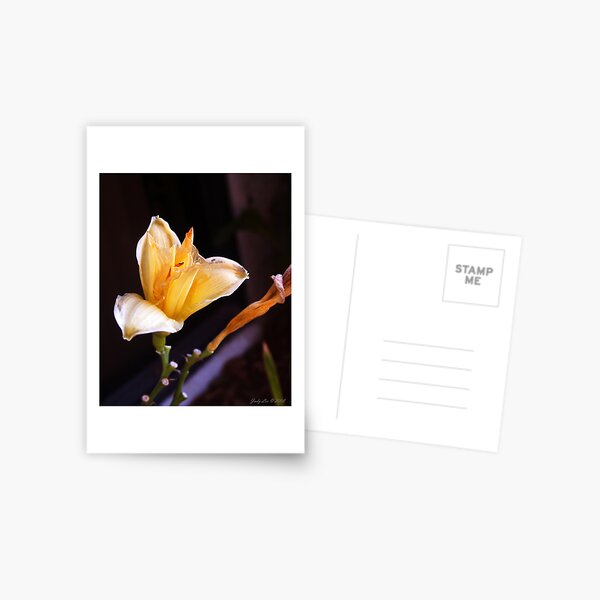 Apricot Glow Postcard