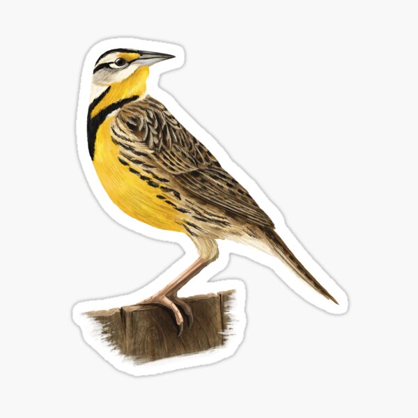 Item preview, Eastern Meadowlark Bird Standing on a Fence designed and sold by Nick Garnhart.