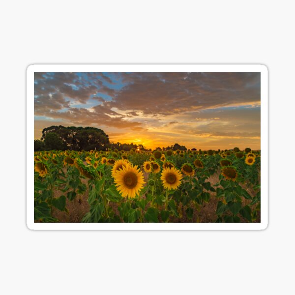 Item preview, Sunflower Field designed and sold by susanzentay.