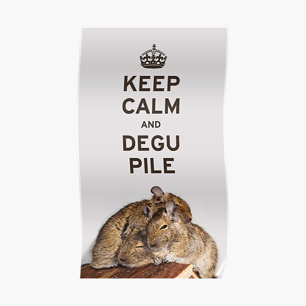 Keep Calm and Degu Pile Poster