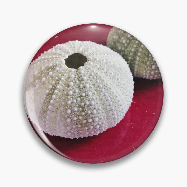 Item preview, Sea Urchin Tests Found on Coast of Maine designed and sold by ToadsWorkshop.
