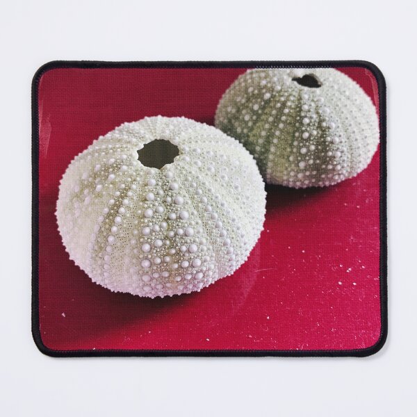 Item preview, Sea Urchin Tests Found on Coast of Maine designed and sold by ToadsWorkshop.