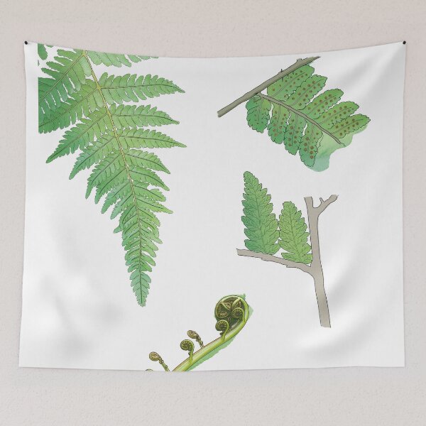 Item preview, Slender Tree Fern (Cyathea Cunninghamii) designed and sold by ndermawan.