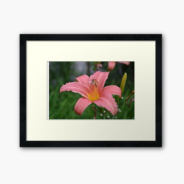 Hoverflies on a lily Framed Art Print