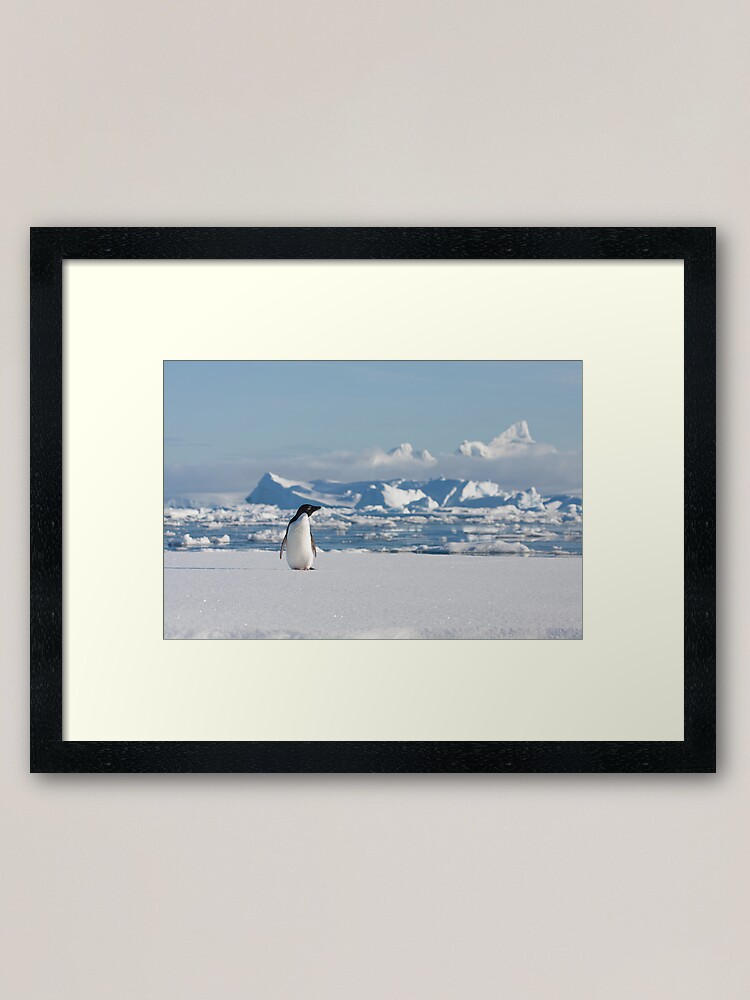 Alternate view of Adelie on Ice Framed Art Print