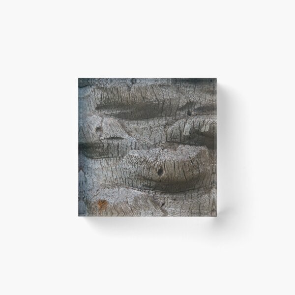 Item preview, Textures of a Hawaiian Palm designed and sold by Bill Spengler's Photographic Thoughts.