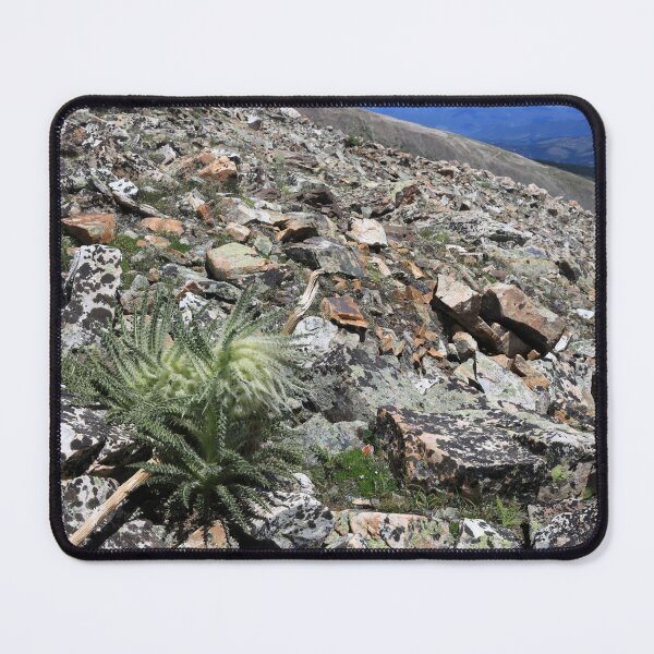 Item preview, Cirsium scopulorum II designed and sold by zumi.