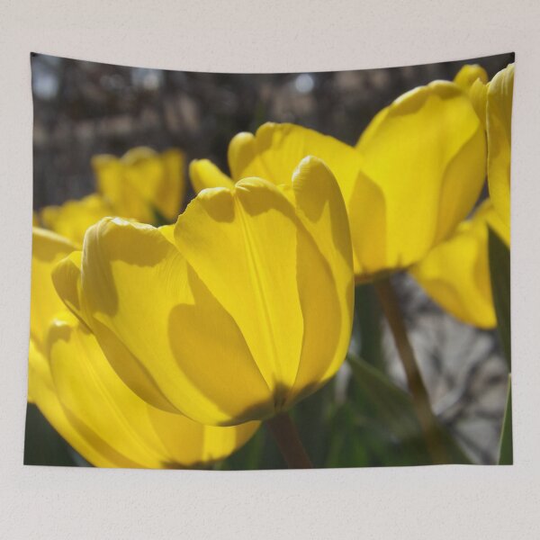 Item preview, Sunlit Tulips designed and sold by lornakay.