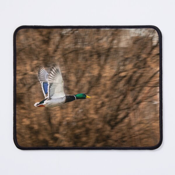 Item preview, Duck Flying designed and sold by LensMedia.