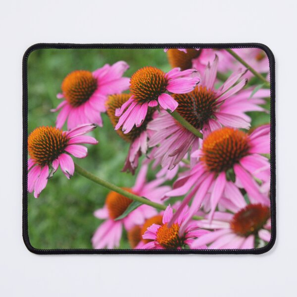 Item preview, Pink Coneflowers Photograph designed and sold by adriablack.