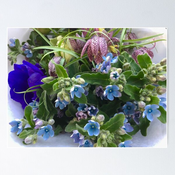 Item preview, Tweedia designed and sold by Barbara E Wyeth.