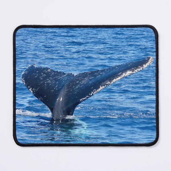 Item preview, Whale watching Hervey Bay tail designed and sold by Mark Grimsley.