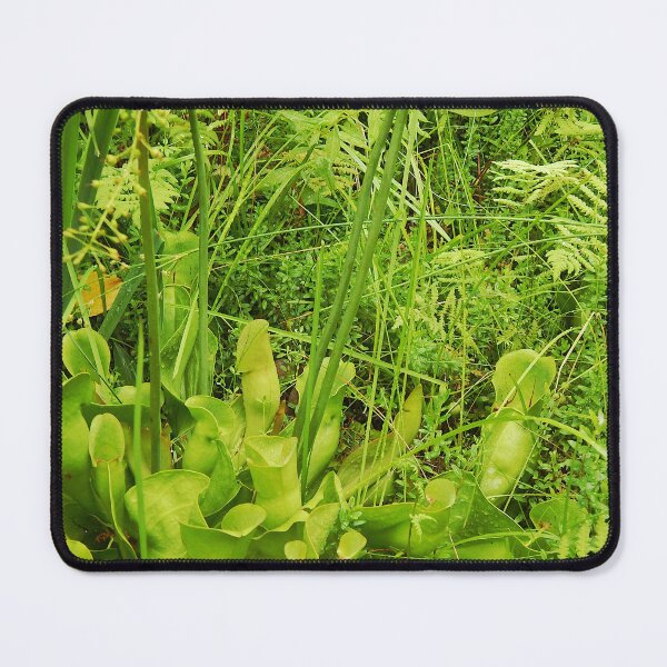 Item preview, Pitcher Plant at Acadia National Park designed and sold by gistinker.