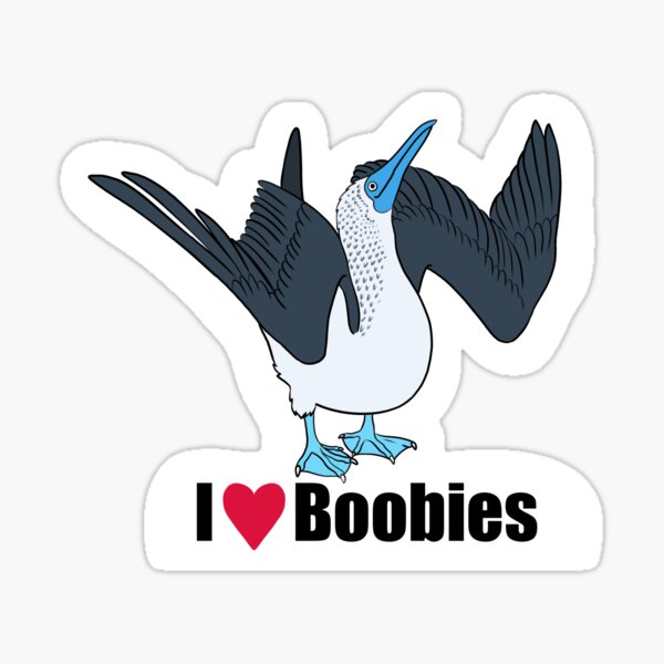 I love boobies and animation booby bird