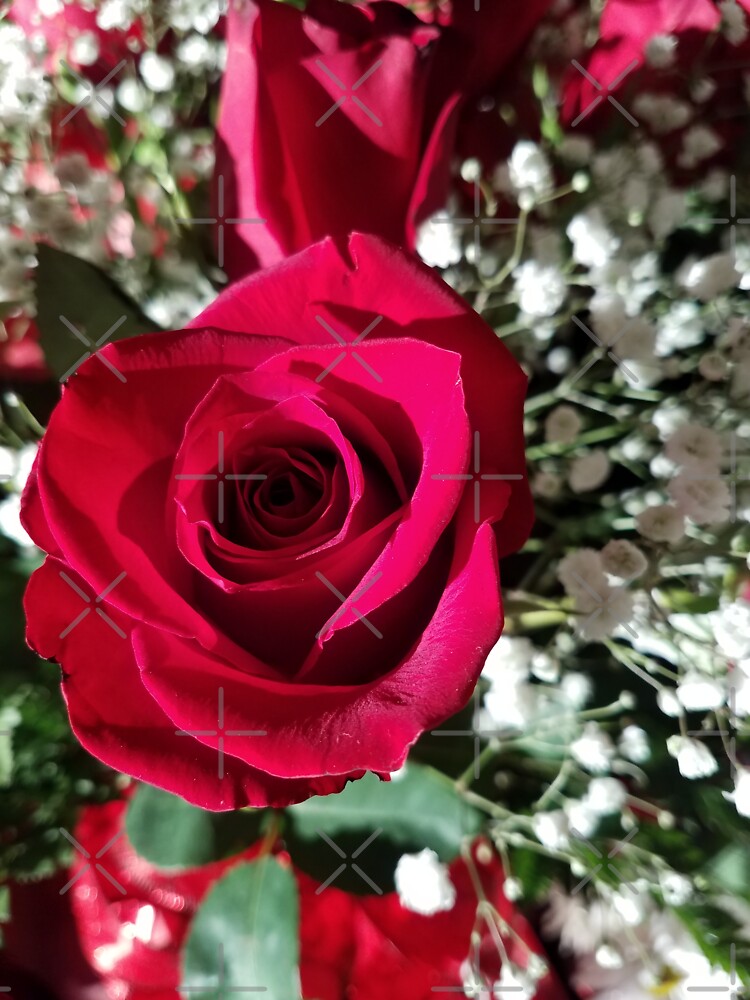 Roses and Baby's Breath by jhennetylerb