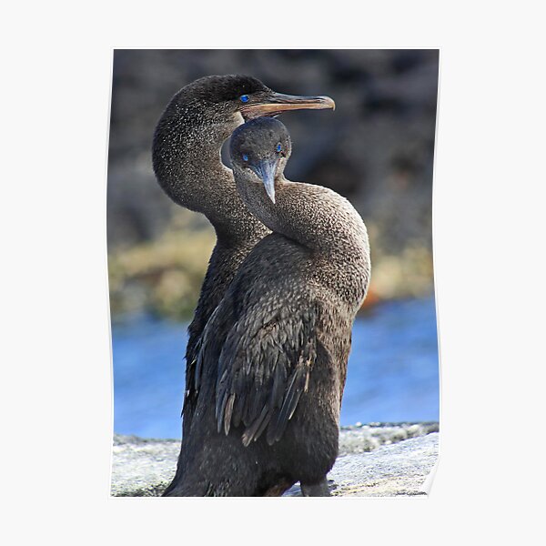 Cormorant Serenade Poster