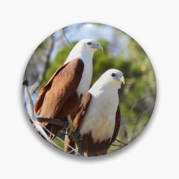 Item preview, Brahiminy Kites sitting side by side  designed and sold by Mark Grimsley.